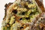 Wulfenite & Green Botryoidal Mimetite Association - Mexico #372086-1